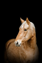 Obraz premium Elegant Kinsky horse portrait on black background, golden palomino warmblood with gentle expression and fine glossy coat