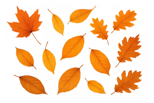 Autumn tree leaves falling, scattering colorful foliage. Maple, oak, and other various fall seasonal elements on transparent background