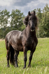 Fototapeta premium Majestic Friesian gelding standing on green meadow with blowing mane, powerful black horse in nature with natural light