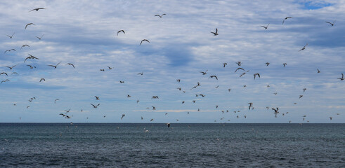 Seagulls Flying Over the Ocean Under a Cloudy Sky