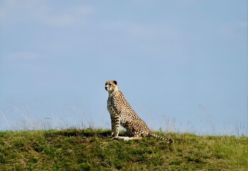 Cheetah in the open african plains