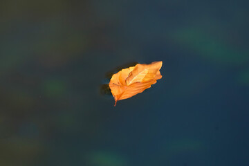 Yellow autumn leaf in the water