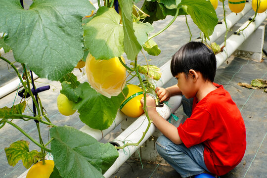 A young boy wearing a red shirt carefully inspecting golden melon plants in a hydroponic greenhouse, learning about organic farming and plant growth.