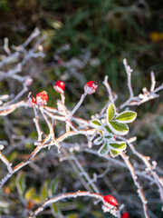 Frost-covered rose hips on a wild rose bush during the first autumn frost. Rose hips are commonly used for making tea rich in vitamin C.