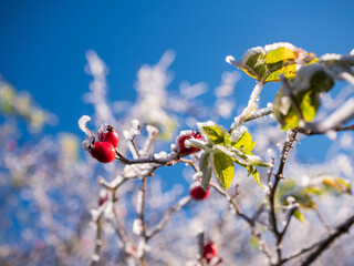 Frost-covered rose hips on a wild rose bush during the first autumn frost. Rose hips are commonly used for making tea rich in vitamin C.