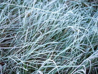 Close-up of green grass covered with the first frost of the season. Ice crystals on fresh green blades on a cold autumn morning.