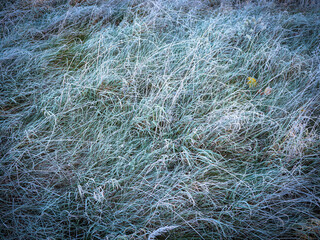 Close-up of green grass covered with the first frost of the season. Ice crystals on fresh green blades on a cold autumn morning.