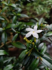 Closed-up of White Pinwheel Flower