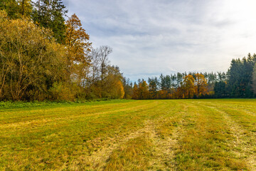 Autumn forest in Germany, in Bavaria
