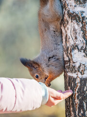 Girl feeds a squirrel with nuts in an autumn park.