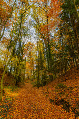 Obraz premium Autumn forest in Germany, in Bavaria
