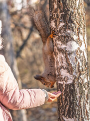 Girl feeds a squirrel with nuts in an autumn park.