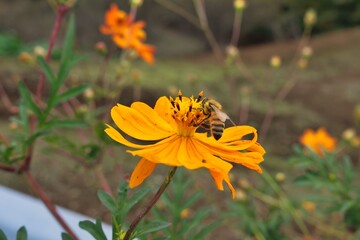 コスモスとミツバチ