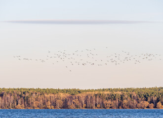 Flock of geese in flight