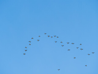 Flock of geese in flight