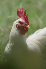 white chicken in natural habitats at country life