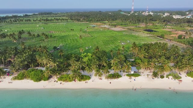 Aerial view of the turquoise waters meeting the sandy beach lined with palm trees, contrasting with the lush green fields, Thoddoo, Alif Alif Atoll, Maldives.