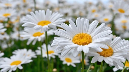 Close up of bright white daisies with yellow centers in full bloom outdoors