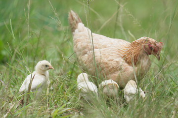 white chicken in natural habitats at country life