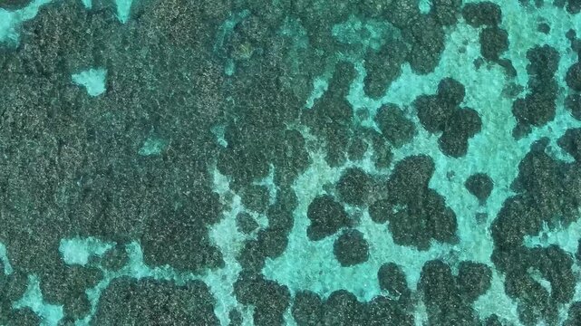 Aerial view of the dark coral reefs contrasting against the turquoise ocean water creating a beautiful pattern, Thoddoo, Alif Alif Atoll, Maldives.