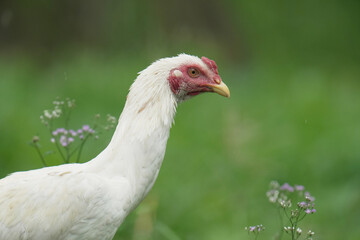 white chicken in natural habitats at country life