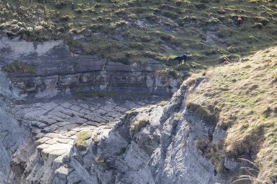 una escarpada ladera de monta&ntilde;a , combinando roca expuesta y pastizal, con la presencia de caballos en libertad. Salto del Nervion