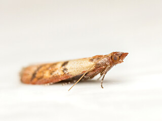 Pyrale indienne des fruits secs (Plodia interpunctella), petit papillon de nuit de la famille des Pyralidae, photographié en macro sur fond clair