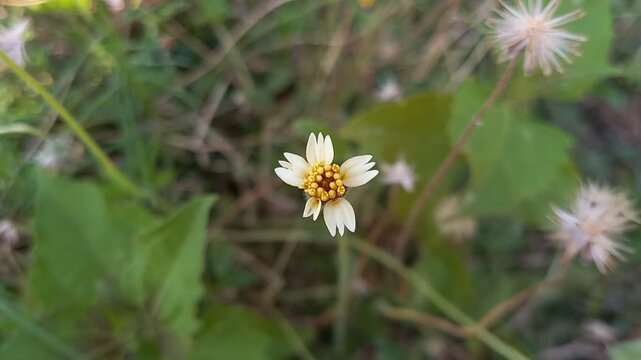 Close-up of a Tridax Daisy Flower in Natural Green Meadow