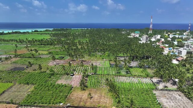 Aerial view of Thoddoo, where vibrant green vegetation meets the azure sea, punctuated by buildings and towers, creating a stunning contrast, Thoddoo, Alif Alif Atoll, Maldives.