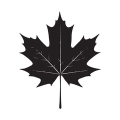 Black silhouette of a maple leaf on a white background vector