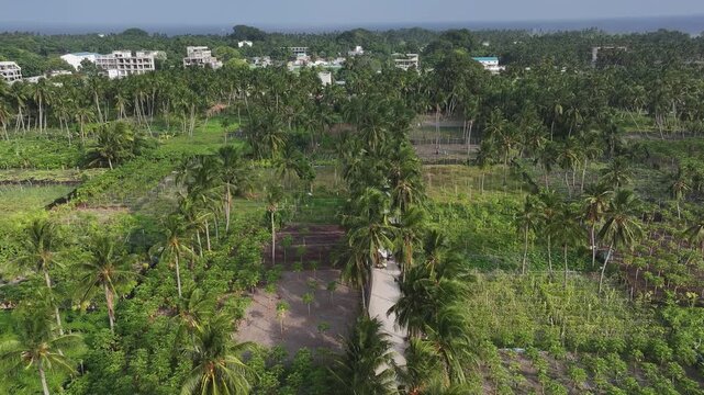 Aerial view of vibrant green fields intersperse with tall palm trees, creating a rich tapestry of vegetation in Thoddoo, Alif Alif Atoll, Maldives.