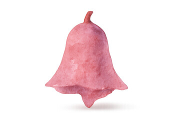 Pink watercolor bellflower illustration with transparent background, delicate floral element