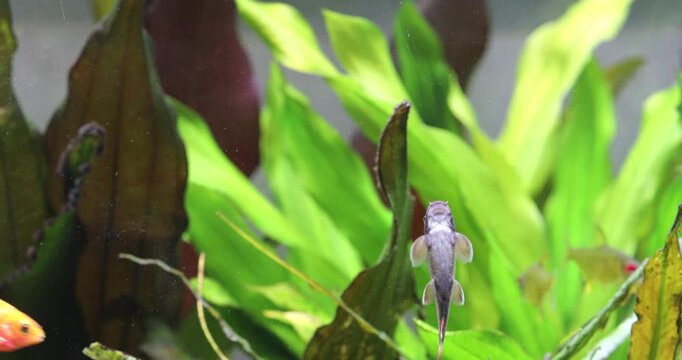 Freshwater decorative aquarium tank, swimming fish Barb Pethia Conchonius, garra flavatra. Natural plants Echinodorus green leaves background. 