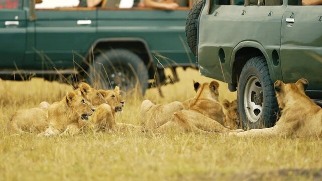 A playful group of lion cubs rests right beside a safari vehicle, showcasing their curiosity and comfort near human presence in the Maasai Mara.