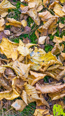 yellow autumn leaves lying on the ground