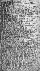 gray oak bark with visible details. background or texture
