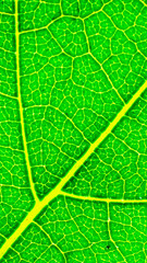 green leaf with visible texture. background or textura