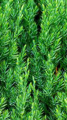 green juniper branches with visible details. background or texture