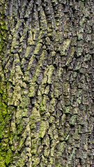 oak bark with visible details. background or texture