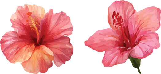 red hibiscus flower isolated