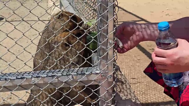 Rock Hyrax Feeding in Zoo Enclosure