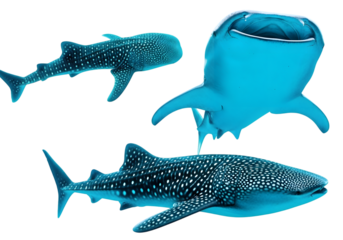 isolated whale sharks ,  Whale shark, on isolated background