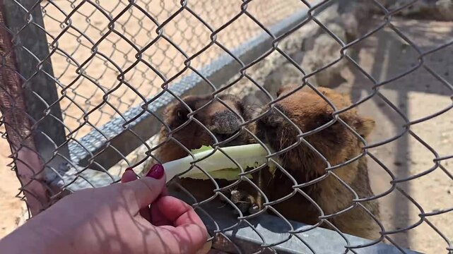 Rock Hyrax Feeding in Zoo Enclosure