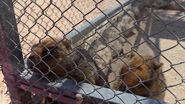 Rock Hyrax Feeding in Zoo Enclosure