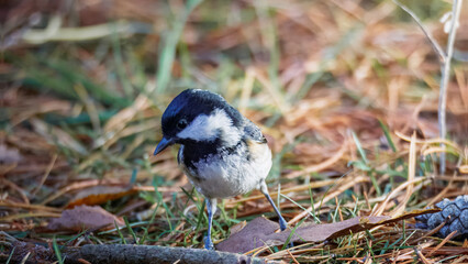 Coal Tits Pulling autumnal poses at Pow Hill Country Park, County Durham, October 2025  © Neil_Benison_Photos