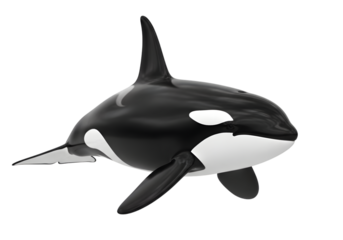 isolated killer whale ,  Orca animal mammal whale