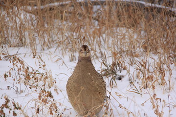 Wild Pheasant near my place.
