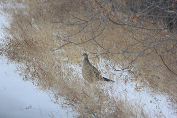 Wild Pheasant near my place.