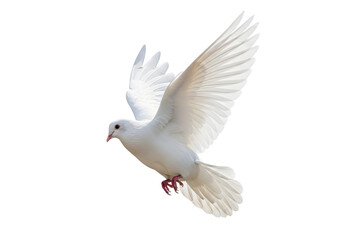 Obraz premium Isolated white Dove flying , white dove in flight 