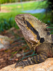 Eastern water dragon (Intellagama lesueurii) close-up profile on rock, Brisbane, Australia